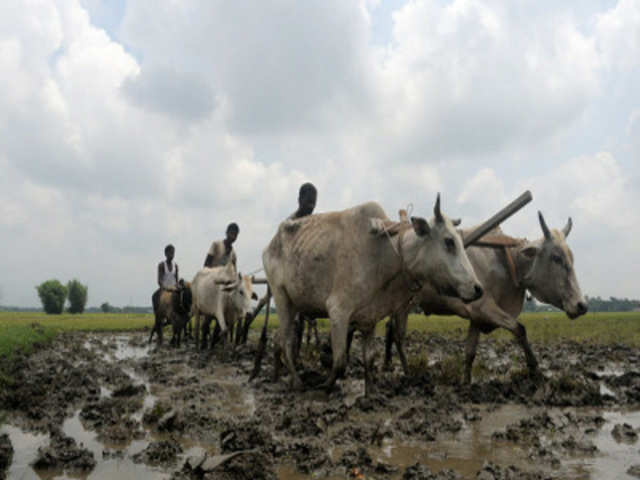 Farmers till a field in West Bengal