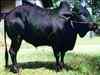 Kasaragod dwarf cattle may get native animal status