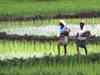 Monsoon woes: Agro commodity outlook by experts