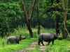 Rhino killed in Pobitora Wildlife Sanctuary in Assam