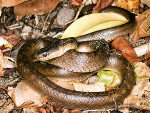 Snake hunting in Saint Lucia