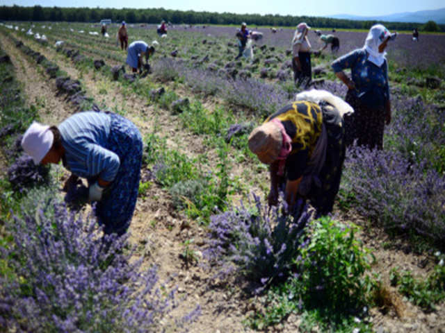 Workers gather lavender in a field in France