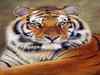 Environment body raises concern over BSF proposal in tiger reserve