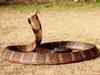 PETA urges use of artificial snakes during Naagpanchami