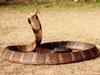 9 snakes rescued ahead of Nag Panchami