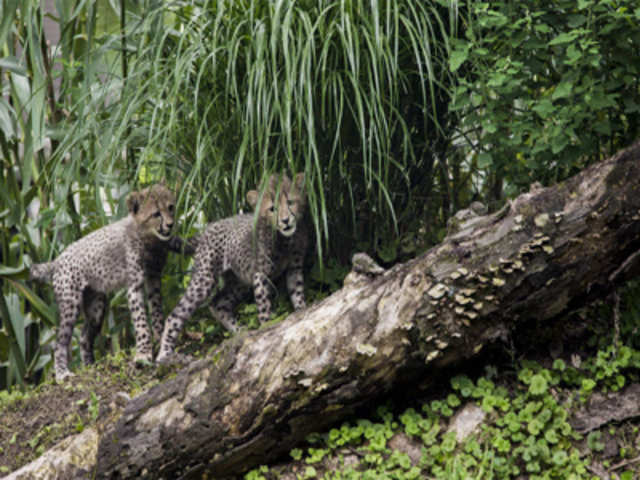Cheetah cubs make their debut at the Smithsonian National Zoo in Washington, DC