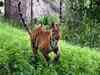 Weak hind legs of Sunderbans tiger worry zoo officials