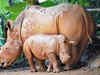 Javan rhinoceros facing dire extinction threat: Study