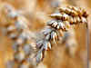 Wheat exports by private traders may be banned