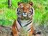 Tourists go, tea estate stays in tiger reserve