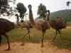 300 emus die of starvation in Tamil Nadu