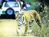 Locals fear loss of livelihood after safari suspension in Ranthambore national park