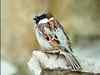 Delhi adopts humble sparrow as its state bird