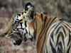 Supreme Court extends ban on tourism in core areas of tiger reserves