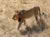 Illegal lion shows go on for Gir tourists