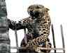 Leopard stuck on iron rod rescued