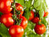 Indian tomato is neighbour’s envy; Maharashtra farmers send large consignments to Pakistan, Dubai and Bangladesh