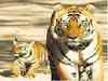 National Tiger Conservation Authority releases Rs10.48crore to state PAs