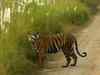 Supreme Court hints at easing ban on tourism in core areas of tiger reserves