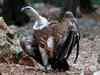 ‘Loss of habitat, veterinary drug responsible for vulture decline’