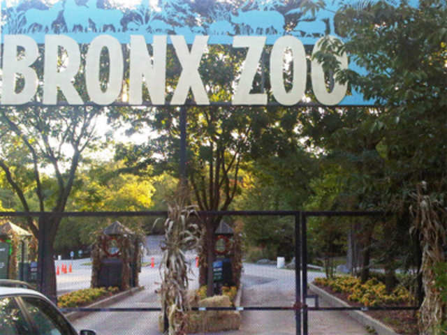 Accident at Bronx Zoo