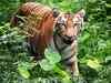 Shrinking prey base forces tigers to change behavioural pattern