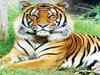 Poachers kill tigress at Itanagar Zoo