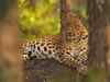 A task force needed to monitor leopard poaching in India