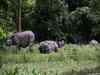 Kaziranga loses 39 rhinos in 10 months