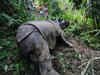 39 rhinos killed in 10 months in Kaziranga National Park