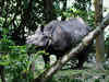 Stranded rhino in Assam under expert care