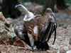 99 per cent crash in vulture population reported by Bombay Natural History Society