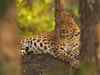 Four leopards killed every week between 2001-10: Study