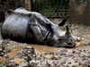 Government to take step to check rhino poaching
