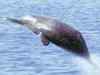 Dolphins population increasing in Harike Wildlife Sanctuary and Beas