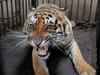 Leg injury triggers arthritis in Sunderbans tiger