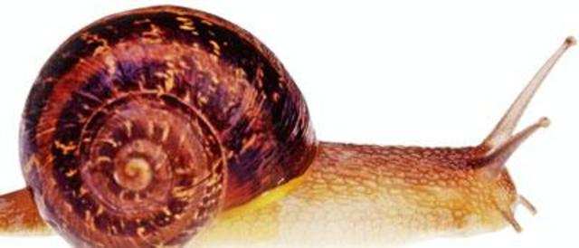 Snail locomotion could inspire new medical devices