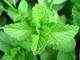 Buy mentha oil, sell cardamom: Destimoney Commodities