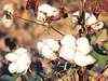 Outlook on cotton prices by Dhiren Sheth & Vijay Bhambwani