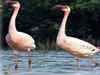 Flamingo flock makes pit stop in Chennai