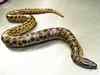 Green anaconda dies at Mysore Zoo