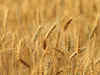 India looks likely to harvest bumper wheat crop in 2013
