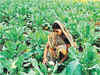 Government against ban on open-field trials of GM crops, sees food security threat