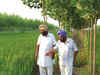 How farmers in Haryana & Punjab are earning Rs 8-10 lakh per acre in agroforestry
