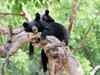 India to host first-ever international conference on bears