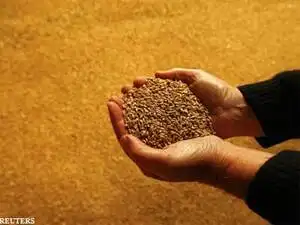 India had hoped to export up to 3 million tonne of wheat to Iran this year, but no transaction has taken place yet as Iran is still not sure about the quality of Indian wheat.
India had hoped to export up to 3 million tonne of wheat to Iran this year, but no transaction has taken place yet as Iran is still not sure about the quality of Indian wheat.