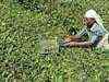 Will increase tea price by Rs 10-15/kg: McLeod Russel