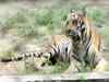 Dispersing Tadoba tigers to be radio collared