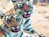 Anamalai Tiger Reserve reopens for tourism