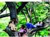 Indian forests face threat from illegal encroachment: Govt